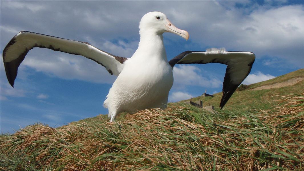 Albatross chick prepares for flight.