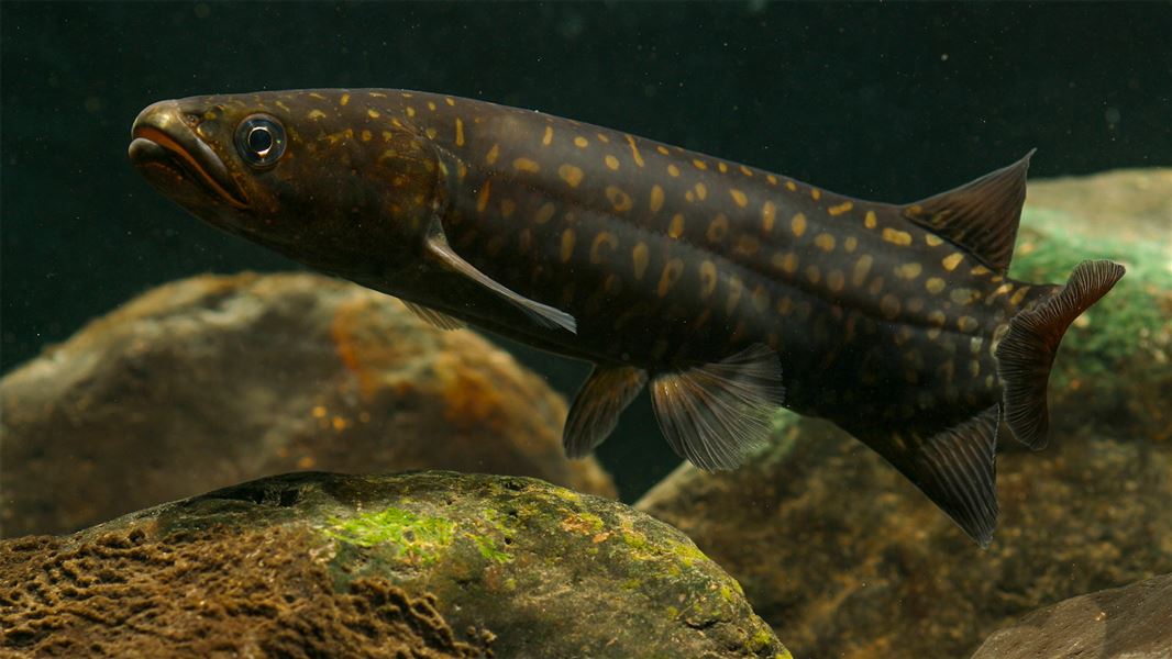 Giant kōkopu (Galaxias argenteus) from Acre Creek, West coast.