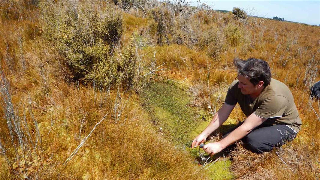 Man digging into a pond in tussock covered wetland.