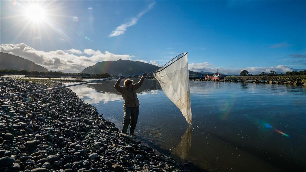 Ōkārito whitebaiting 