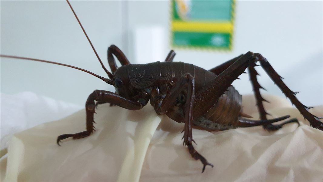 Mahoenui giant wētā.