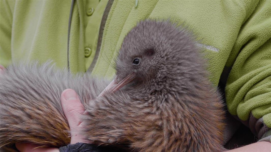 Ranger Tim holding a kiwi.