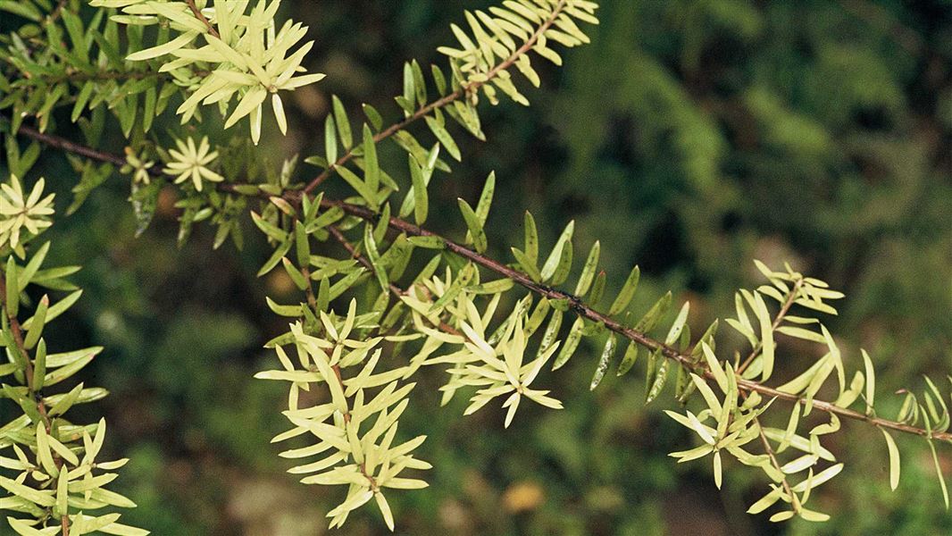 Tōtara leaves