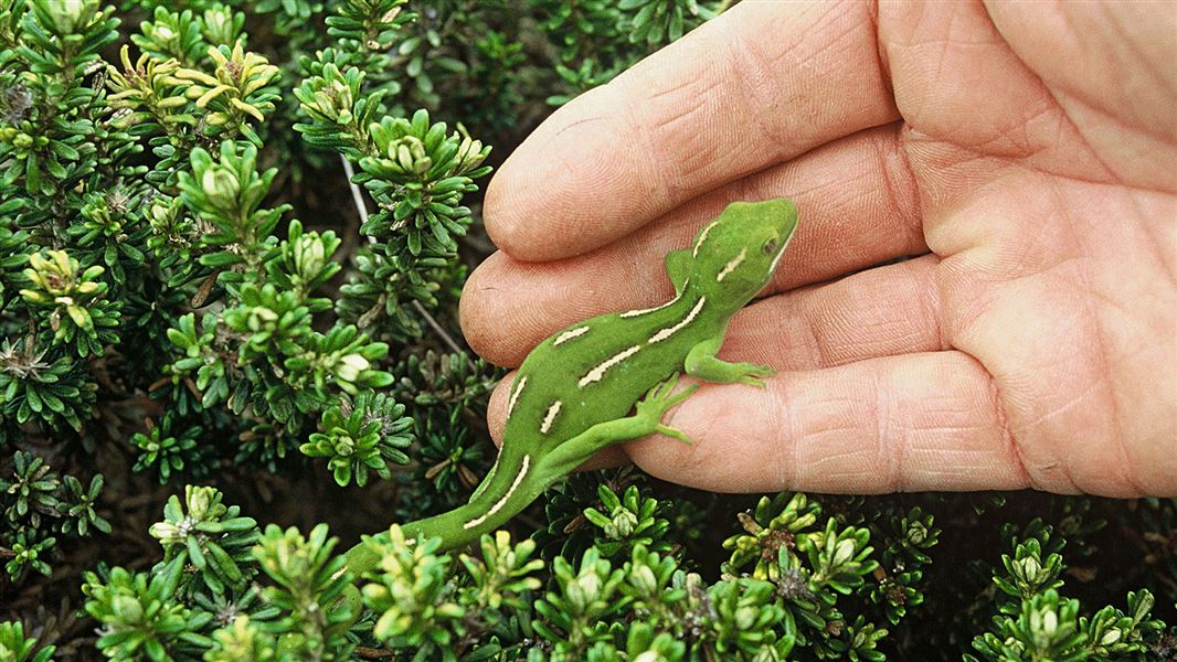 Bright green Aupōuri gecko in the hand.