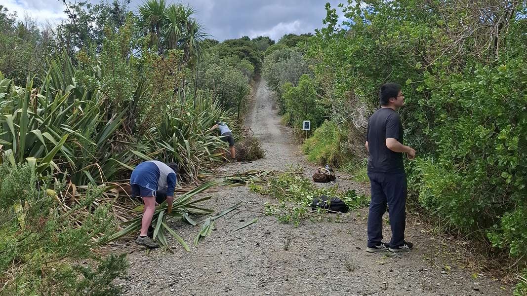 Three volunteers clearing vegetation along the track