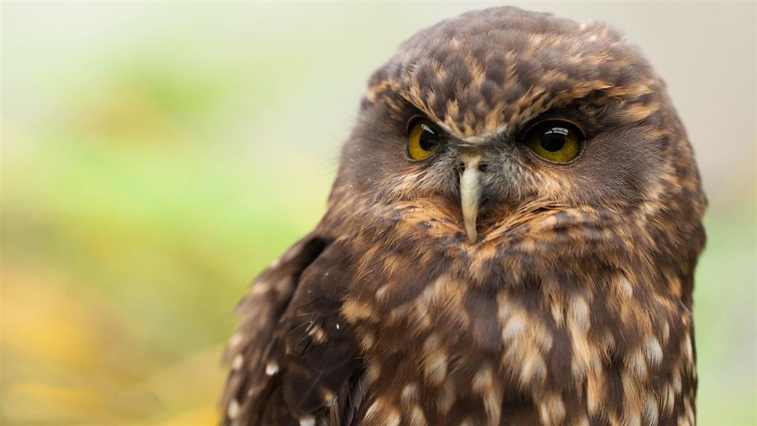 Morepork/ruru. 