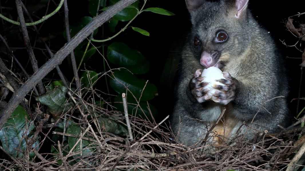 Possum scavenges an egg at a New Zealand pigeon/kereru nest. 