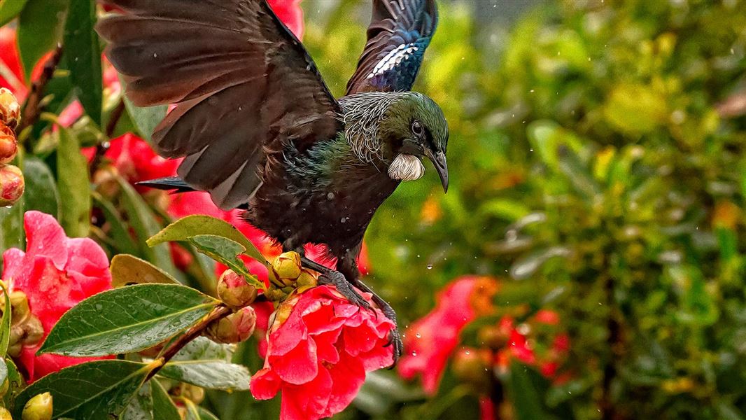 Tūī landing on a bush. 