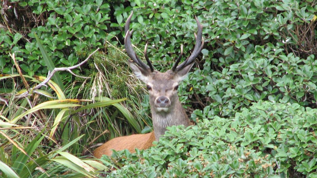 A stag standing in the bush