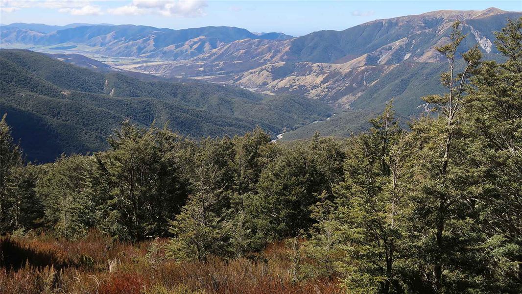 Black Hill Hut Track, looking to Townshend Valley.