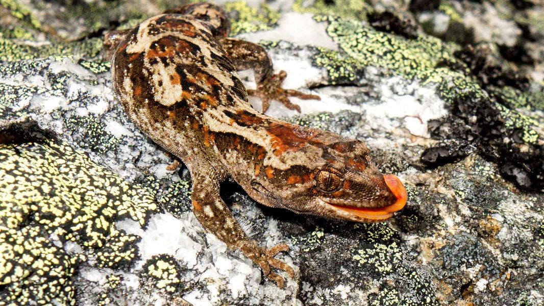 A close up of a brown gecko with orange and black markings sitting on a rock.