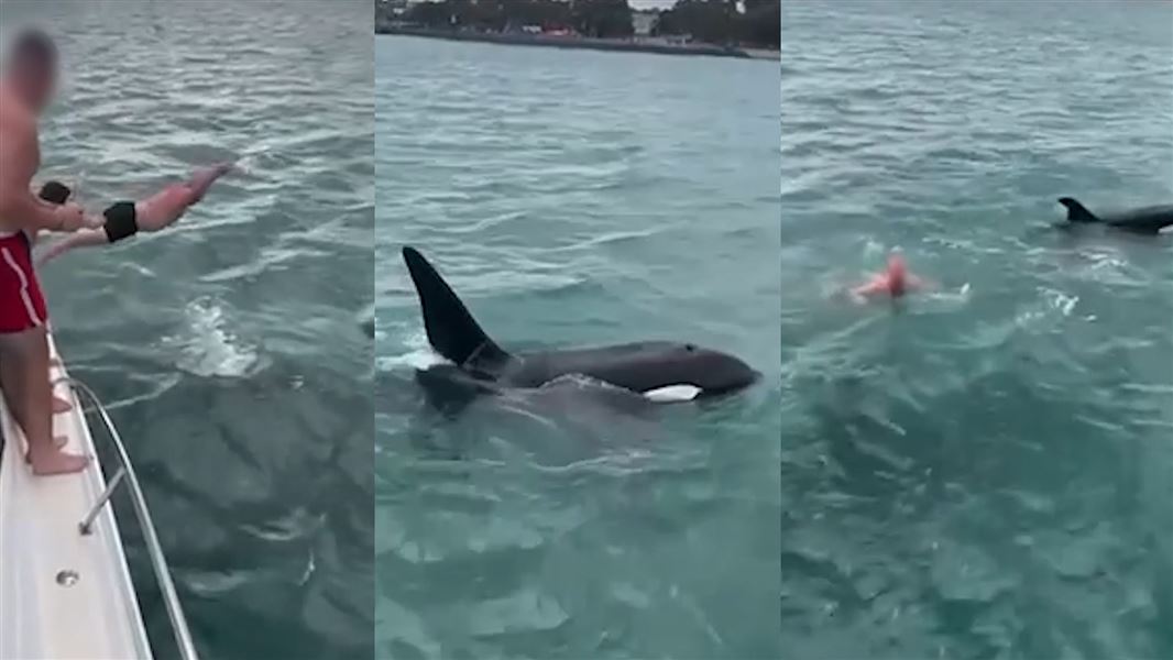 Man jumping from boat towards orca, orca, and man swimming near orca. 