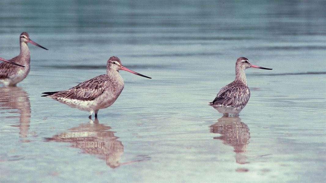 Three grey, white and brown birds stand in shallow water.