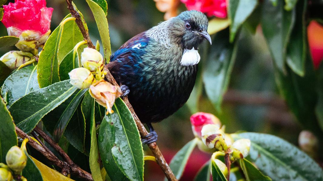 Tūī on plant. 