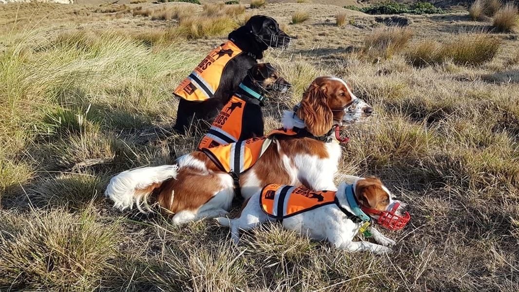 A group of dogs wearing high visibility jackets lying in long grass together while all looking off camera. 