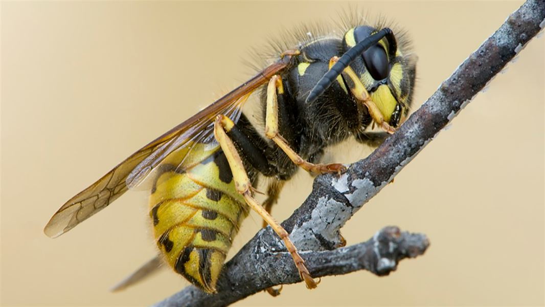 A common wasp on a small branch