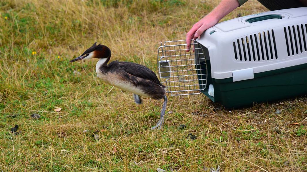 Pūteketeke leaving cage on release.. 