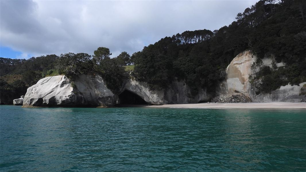 Wilding conifers above Mautohe Cathedral Cove’s famous arch will be removed to stop the spread of the invasive pest species.