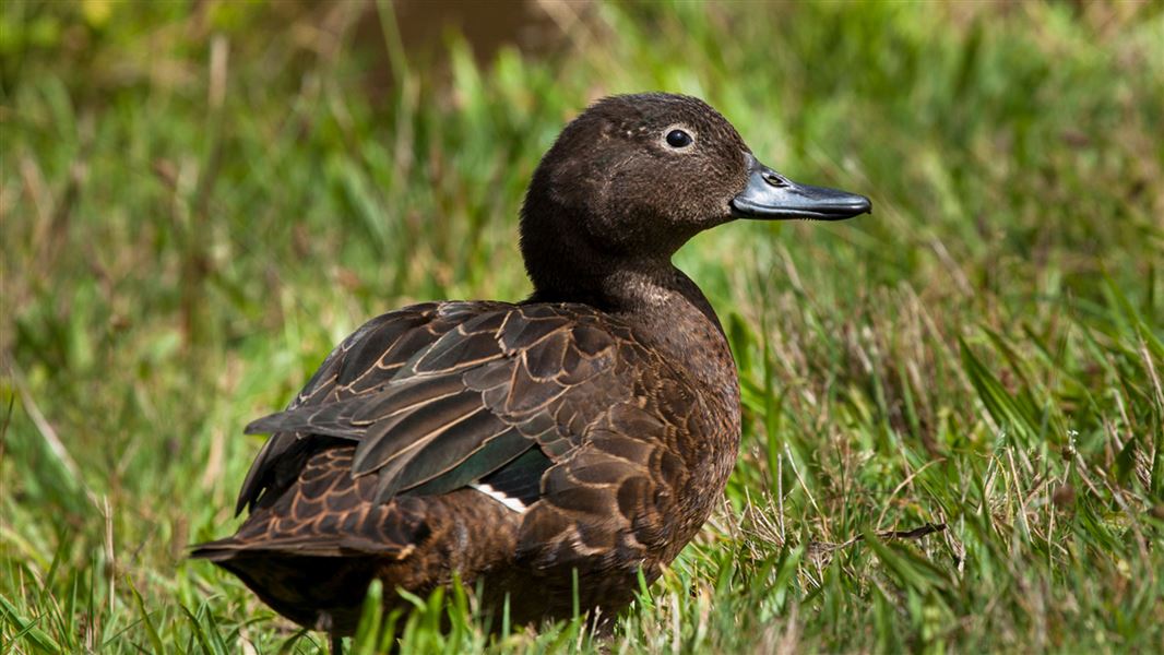 Brown teal/pāteke.