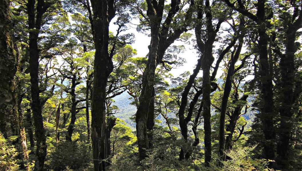 Beech trees and ranges, Kaimanawa Forest Park. 