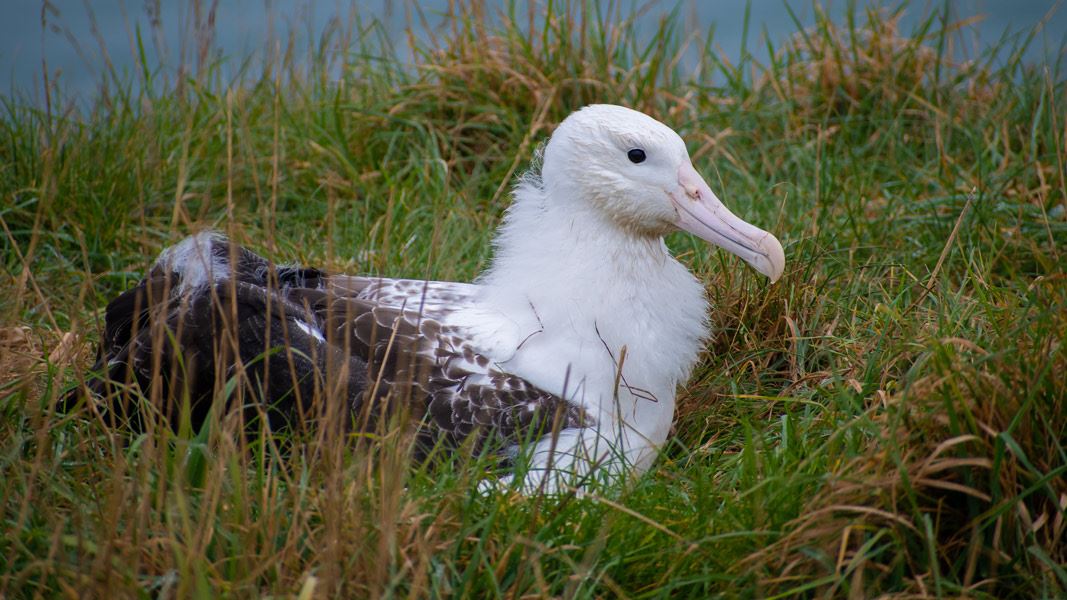 Young albatross sitting in grass