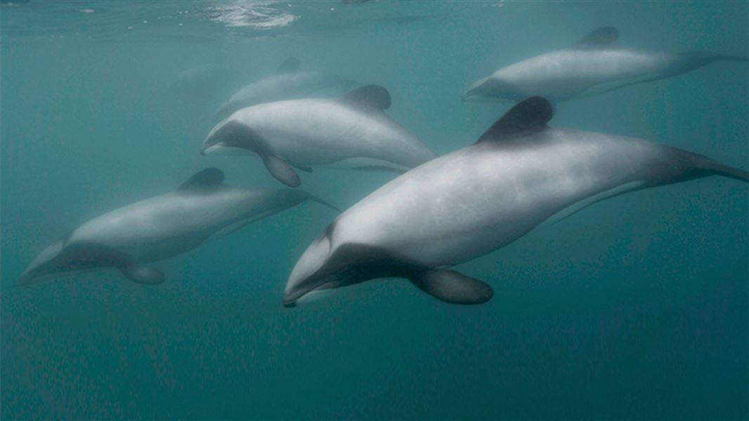 Maui's dolphin