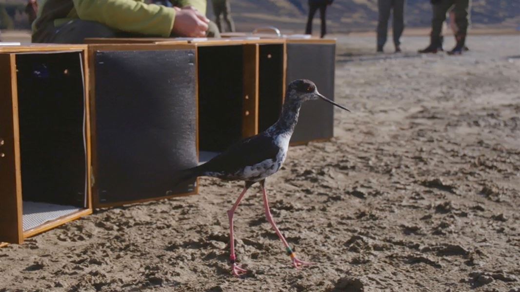 Kakī released at Tasman valley. 