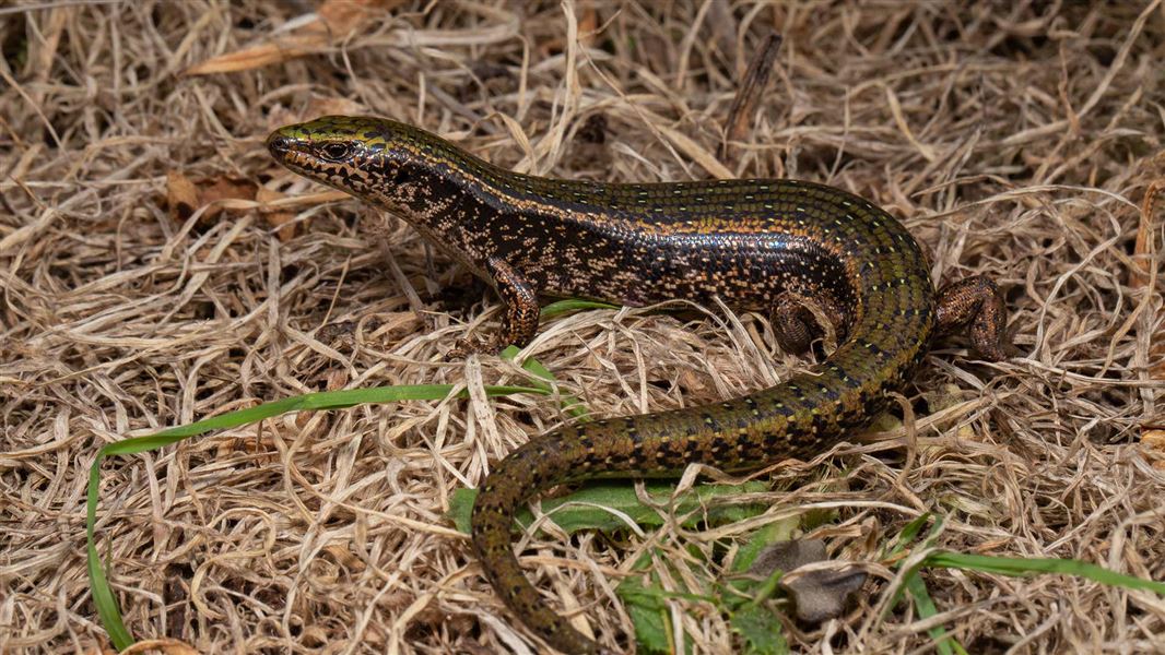 Canterbury spotted skink