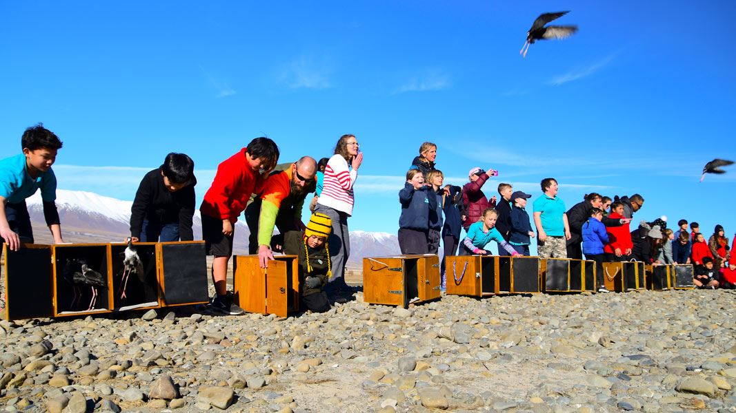 Releasing kakī/black stilts. 