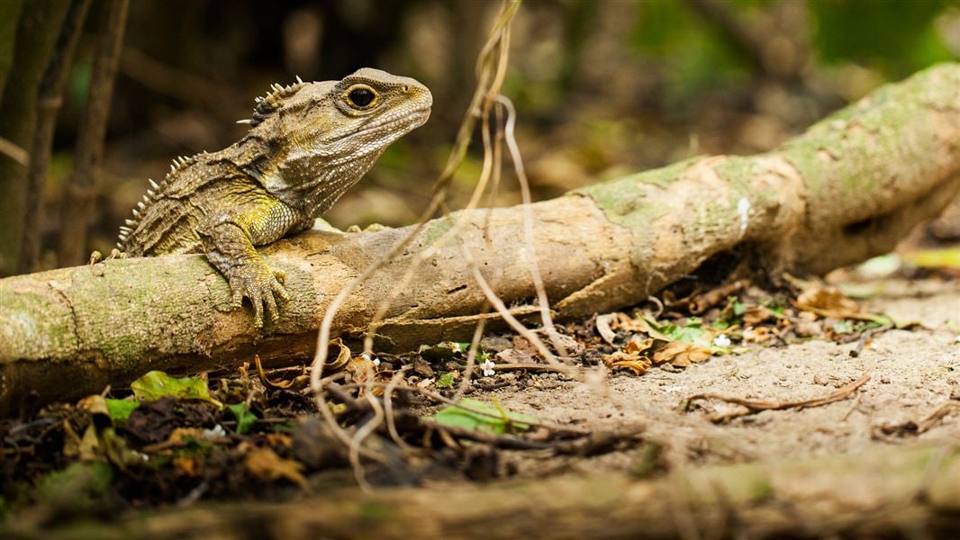 Tuatara.