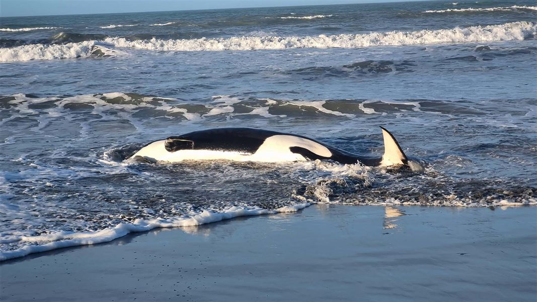Dead orca found on Christchurch beach. 