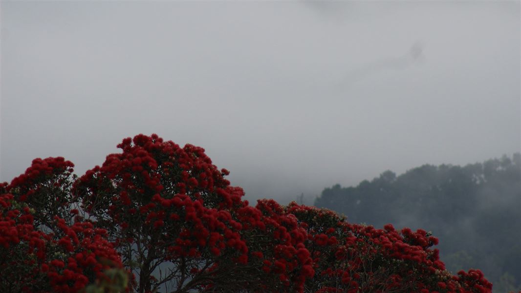 Pōhutukawa blooms on a misty morning underneath Parihaka mountain.