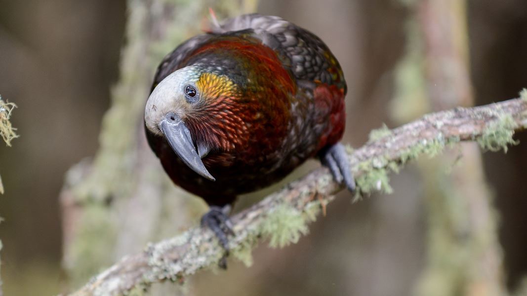 South Island kākā. 