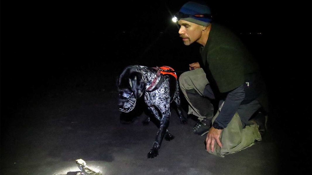 A black and white spotted dog looking at a tuatara as a person lightly holds the dog.