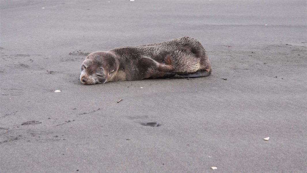 Resting seal. 