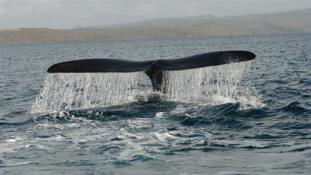 Southern right whale, Port Ross, Auckland Island. 