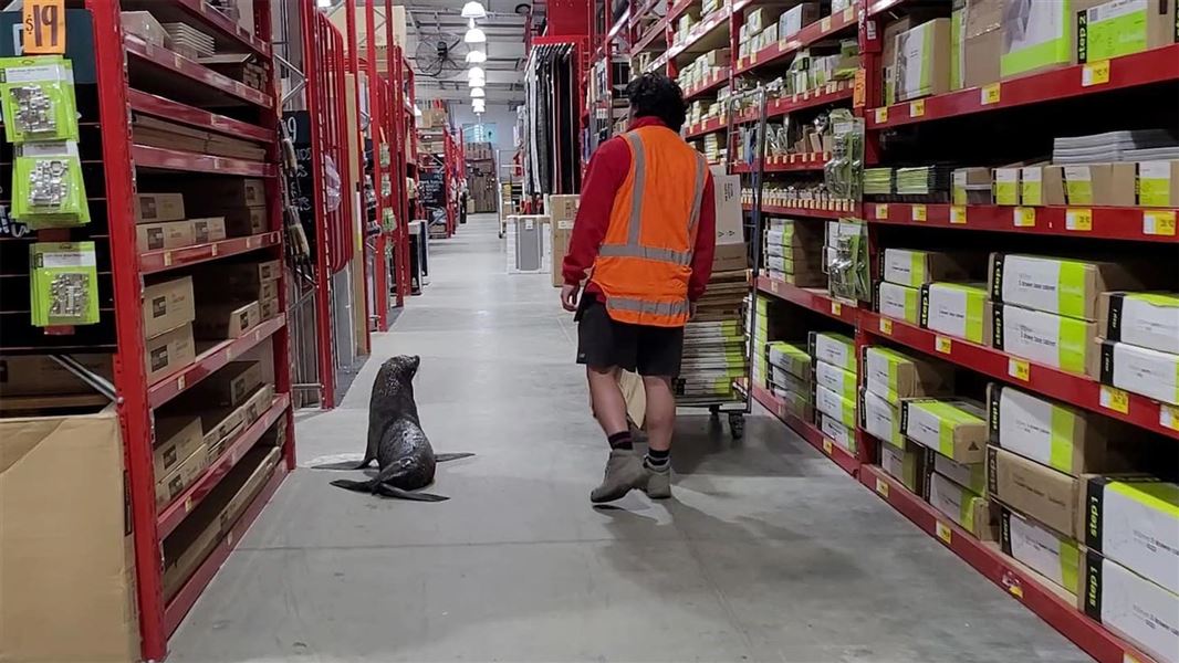 Seal at Bunnings Whangarei with worker