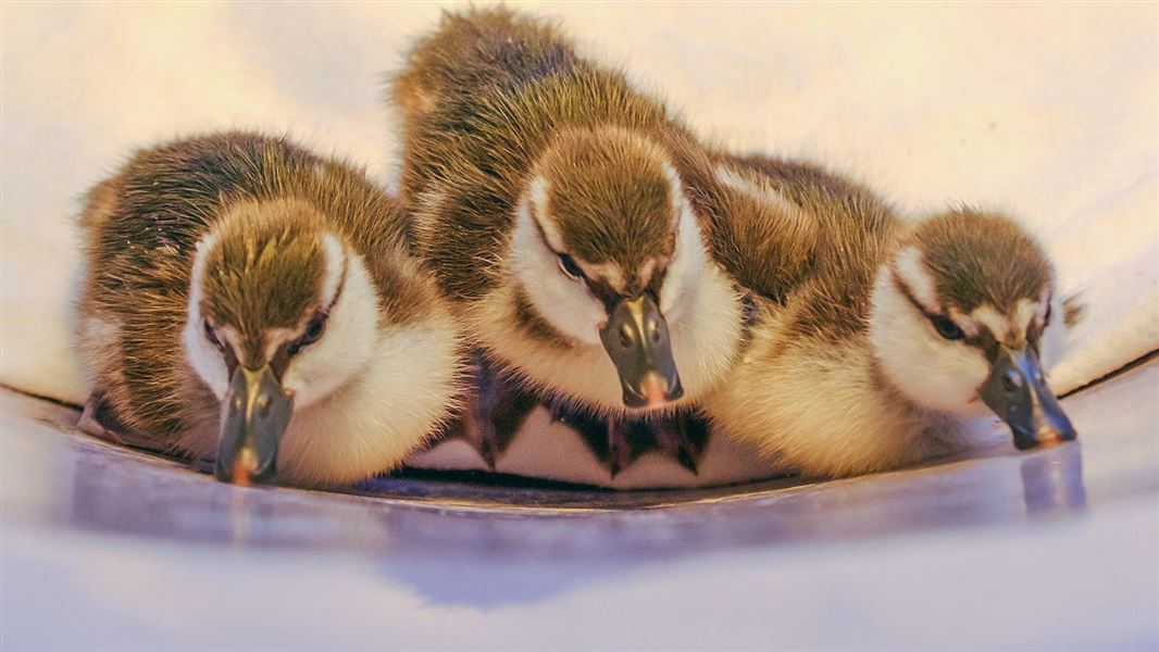 Three ducklings huddled at a water edge on a white blanket.