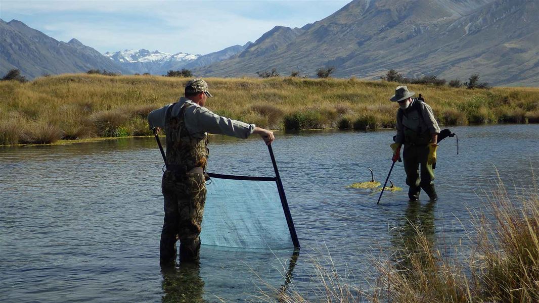 Electric fishing for upland longjaw galaxias.