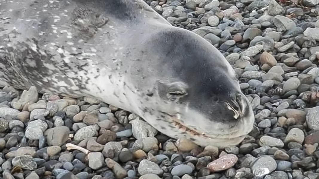 Leopard seal sleeping on stones