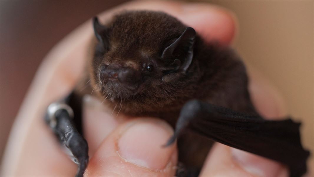 Long tailed bat / pekapeka-tou-roa (chalinolobus tuberculatus)