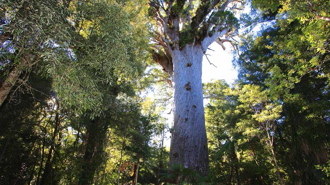  Tāne Mahuta, a large, beautiful kauri tree standing amongst the forest canopy.