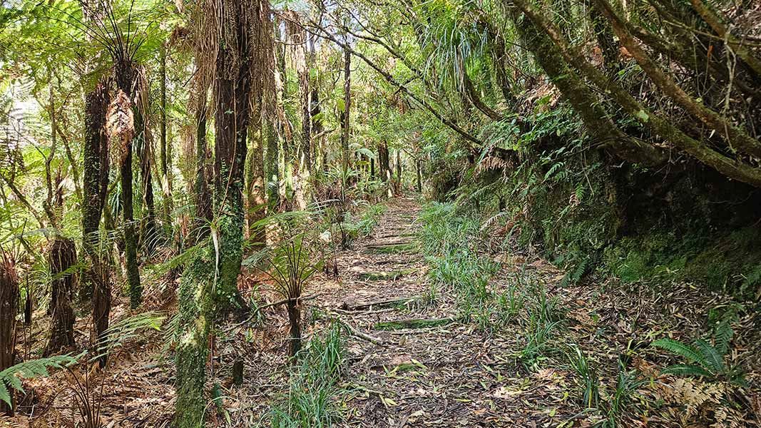 Henderson Tramline Loop Track. 