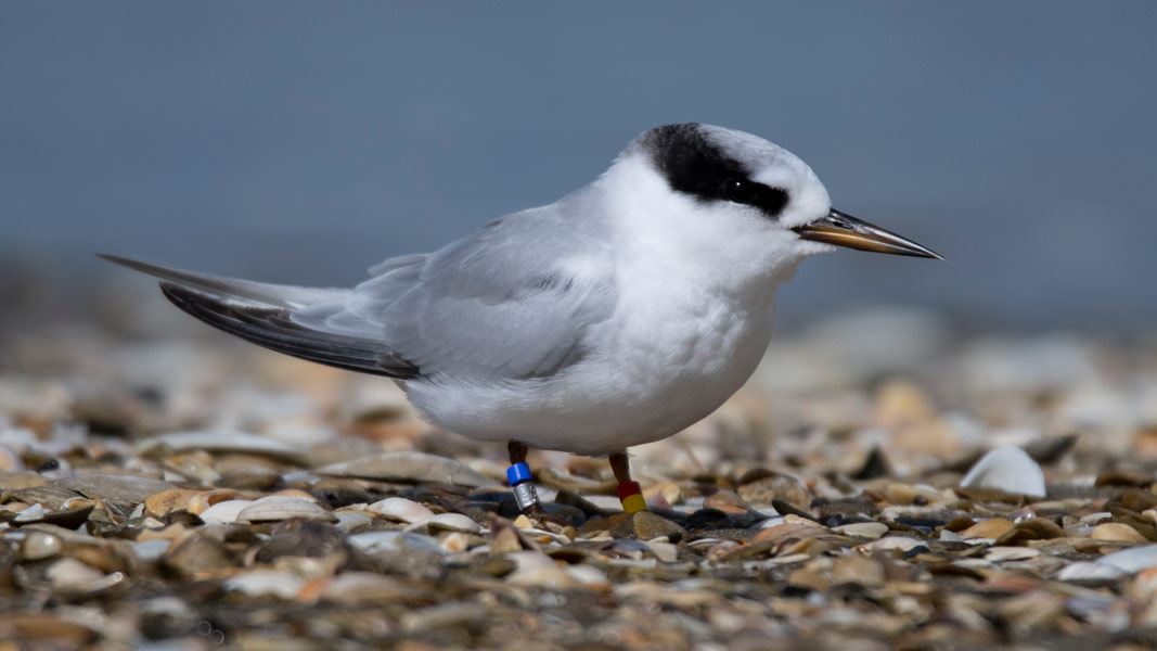 Fairy tern close up. 