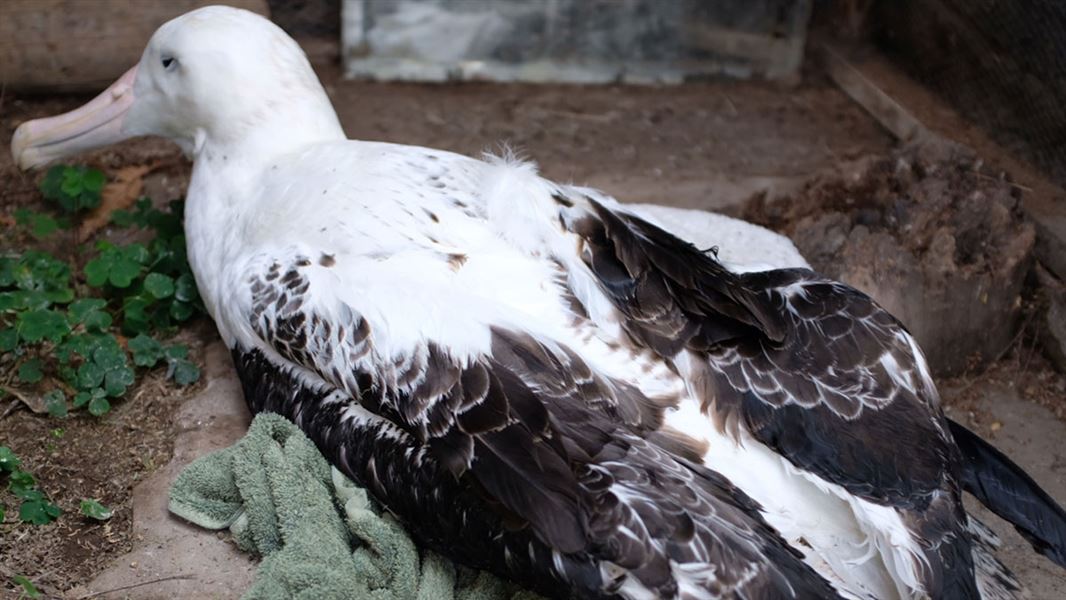 Emaciated toroa/southern royal albatross. 