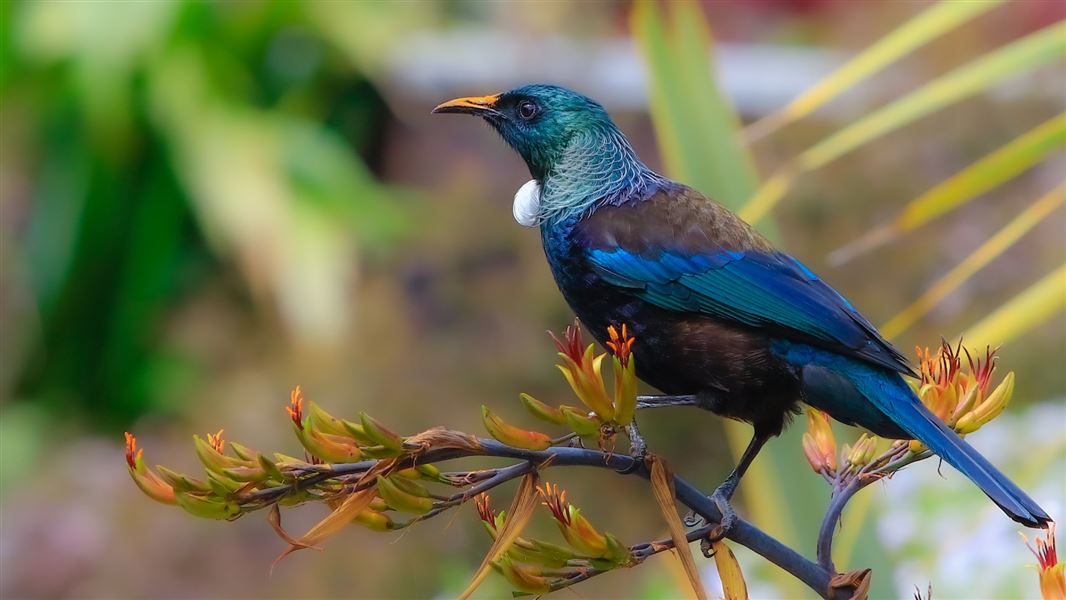 A view overlooking the shoulder of a tui perched on a branch.