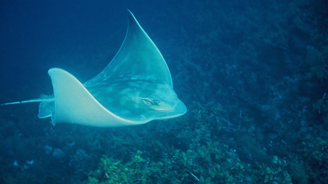 Eagle ray