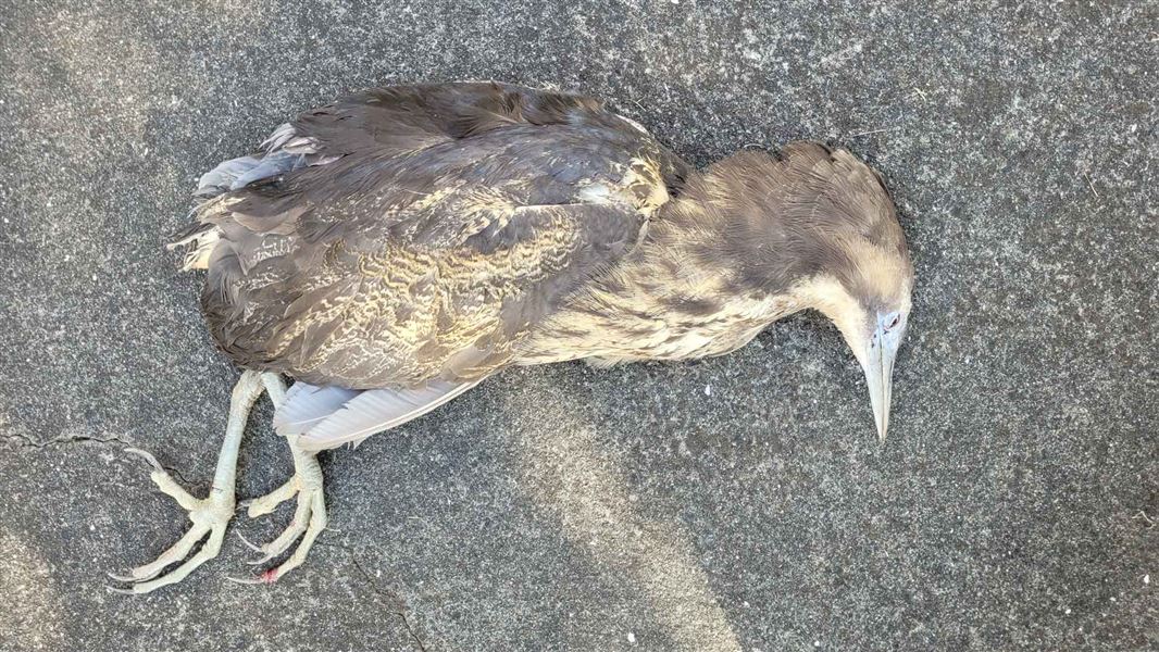 Matuku-hūrepo lying on the road. 