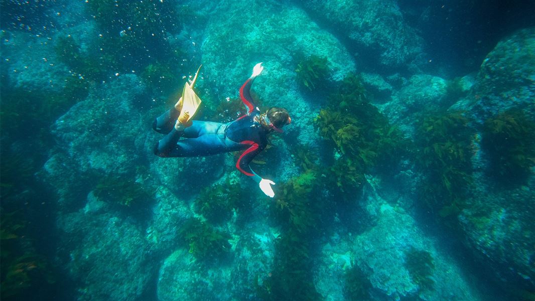 Free diver underwater wearing flipper and snorkel. 