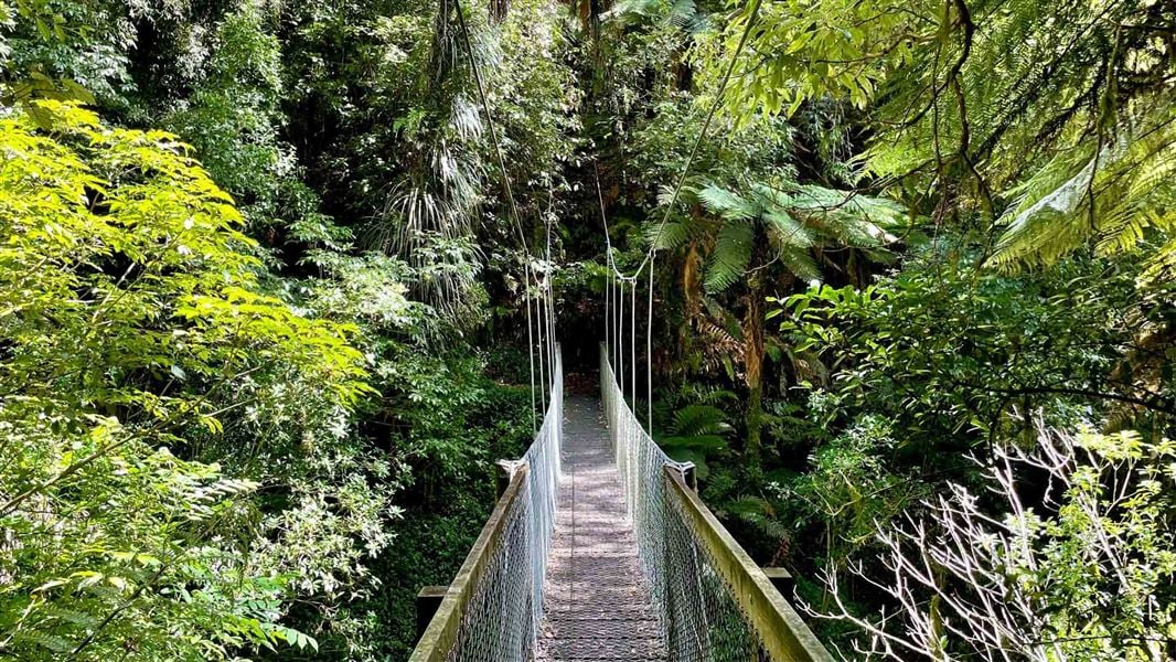 Suspension bridge amongst lush green forest.